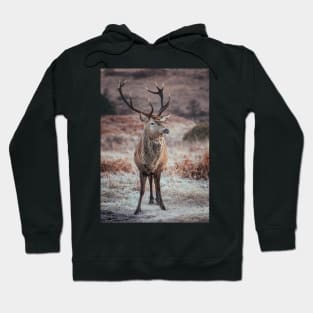 'Frosty Autumn Highland Stag', Glen Etive, Glencoe. Hoodie